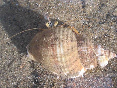 Bernhard's hermit crab (Pagurus bernhardus) - MarLIN - The Marine Life Information Network