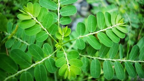 Aneka Tetumbuhan: Kelor (Moringa oleifera)