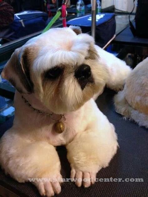 30 Dog Grooming Styles and Haircuts for Your Dog's New Look | Dog ...