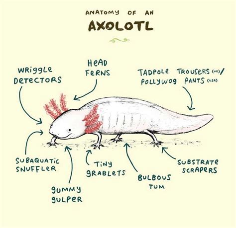 Anatomy of an Axolotl by Sophie Corrigan | take an ax(olotl)! | Pinterest | Axolotl, Animal and ...