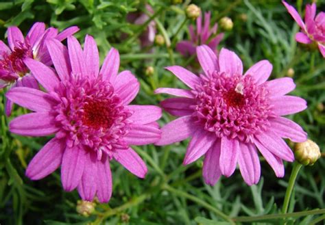 Argyranthemum Frutescens | How to Grow Canary Marguerite