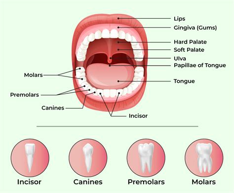 Mouth and Buccal Cavity - Parts, Anatomy, & Functions