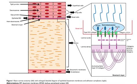 Recurrent corneal erosion: a comprehensive review by Miller et.al ...