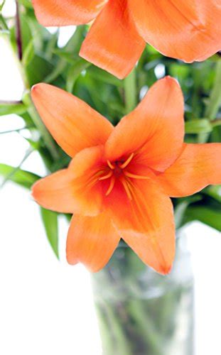 Orange Lily Bouquet (8 Stems) - With Vase | flowersnhoney | fresh ...