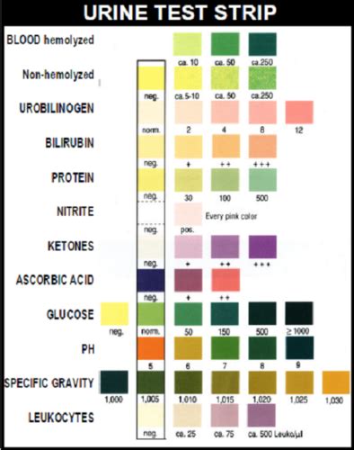 Clinical skills- urinalysis Cx/UA dipstick and Fecal occult blood test ...