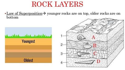 Rock Layers & Fossils | 160 plays | Quizizz