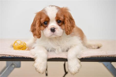 Buy Cavalier King Charles Spaniel for Sale in Delhi Ncr - Dav Pet Lovers