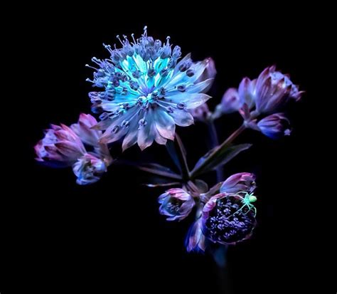 Using Ultraviolet Light to Make Nature Fluoresce in Photos | Glowing ...