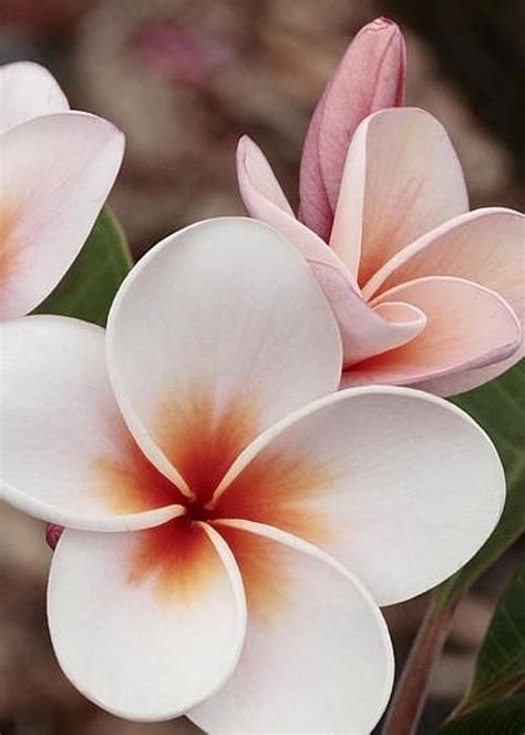 We're counting down the top 111 most beautiful flowers rare pretty ...