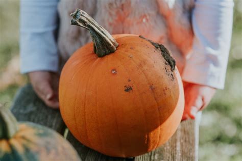 Harvesting Pumpkins Like You're a Pro Pumpkin Picker