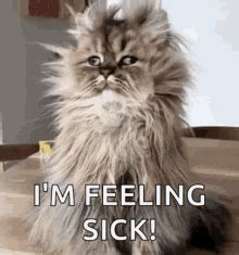 Good Morning Funny Animals GIF - Good Morning Funny Animals Insomnia ...