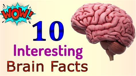 10 Interesting Facts about Human Brain | Science GK | General Knowledge - YouTube