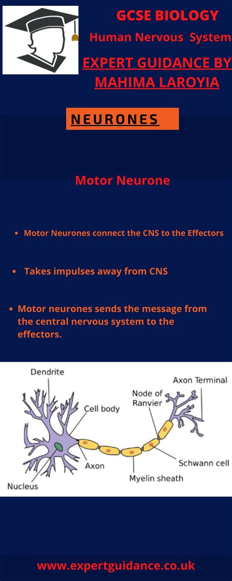 New (9-1) AQA GCSE Biology B10 Human Nervous system complete Revision ...