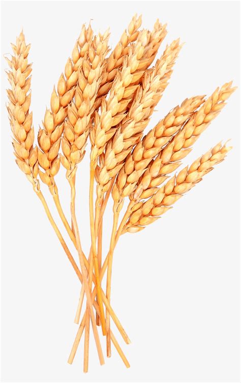 Wheat Bundle Vector at Vectorified.com | Collection of Wheat Bundle ...