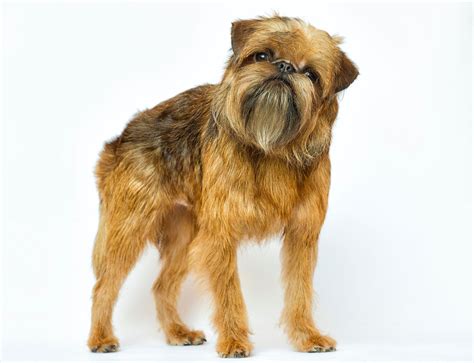 How Much Is A Brussels Griffon Puppy