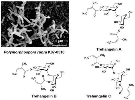 Antibiotics | Special Issue : Actinomycetes: The Antibiotics Producers