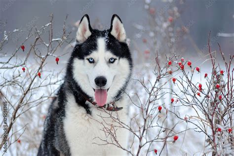 Photo & Art Print Siberian Husky dog black and white colour in winter