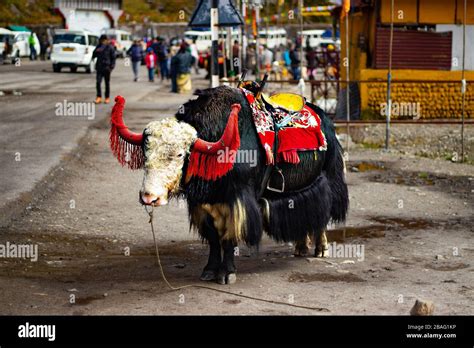 A yak beautified for tourist ride attraction near Tsomgo Lake (Changu ...