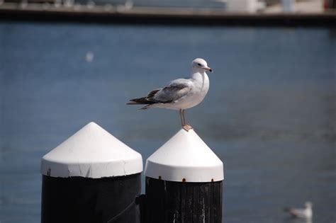 DSC_0995 | Aquarium, Animals, Bird