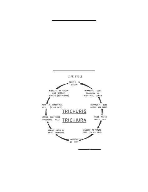 Figure 4-5. Life cycle of Trichuris trichiura. - Parasitology II