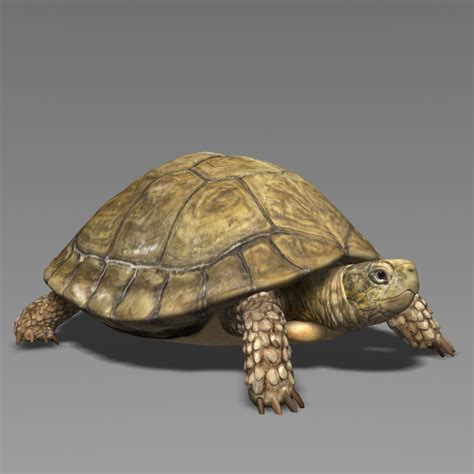 ArtStation - 3D Turtle Model Animated