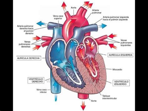 circulación cardiaca | Anatomia cardiaca, Anatomia y fisiologia humana ...