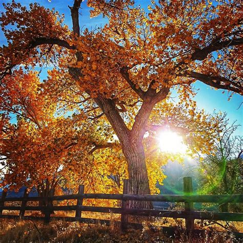 Loving the fall colors here on the Eastern side of the Sierra! . . . . . #carsoncity # ...