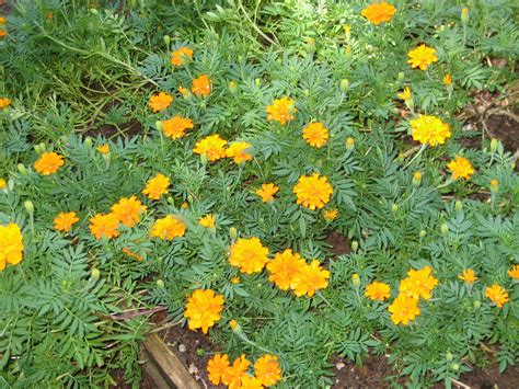 Lisa Bonassin's Garden: Marigolds in the Vegetable Garden