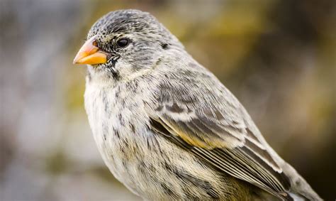 Darwin's finches face potential extinction | Inhabitat - Green Design, Innovation, Architecture ...