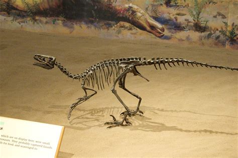 Ornitholestes | Ornitholestes hermanii, a small Jurassic coe… | Flickr