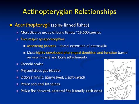 Actinopterygian Relationships IV Biology of Fishes - ppt download