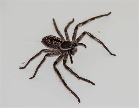 The Huntsman Spider… - Sydney's Best Pest Control