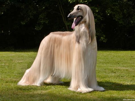 Afghan Hound