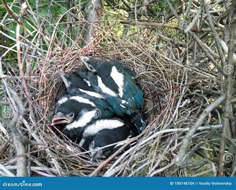 Pica Pica. the Nest of the Magpie Stock Photo - Image of nature, family: 100148704