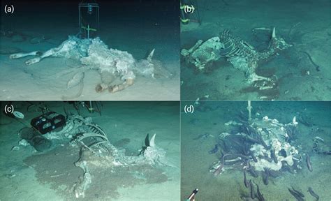 Researchers conduct whale fall studies in the South China Sea