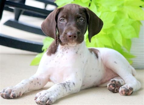 German Shorthaired Pointer Puppies for Sale - Keystone Puppies