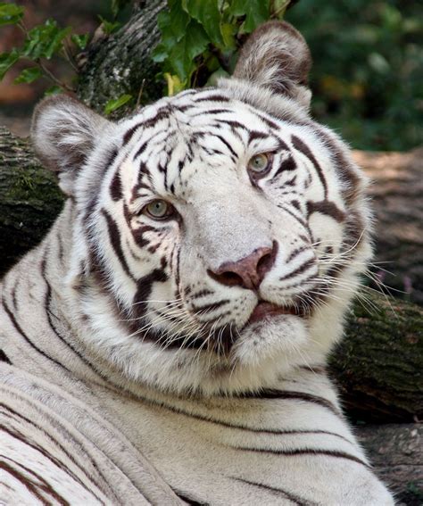 White Tiger - The Cincinnati Zoo & Botanical Garden | Tiger facts ...