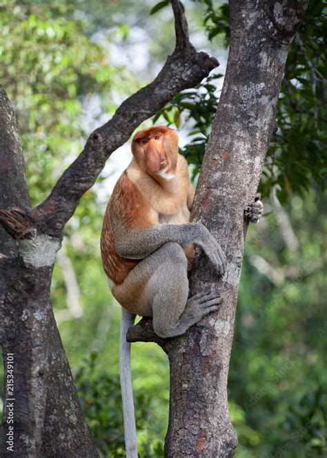 Endangered long nose monkey climbing tree in Borneo rainforest, Sabah, Malaysia Stock Photo ...