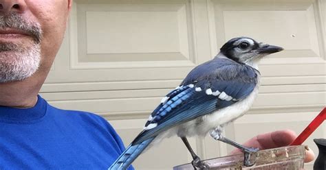 Blue jay becomes unexpected pet