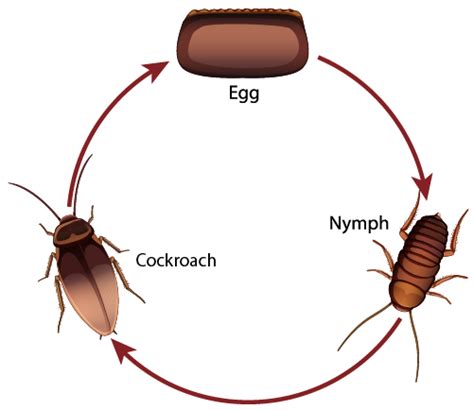 The Life Cycle of A Cockroach and A Frog