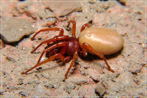 Woodlouse Spider 2 | Flickr - Photo Sharing!