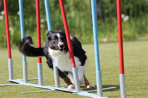 L’agility pour chien : un sport canin ludique - Magazine zooplus