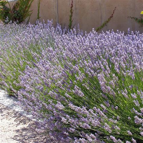 Provence Lavender for Sale Online – Greener Earth Nursery