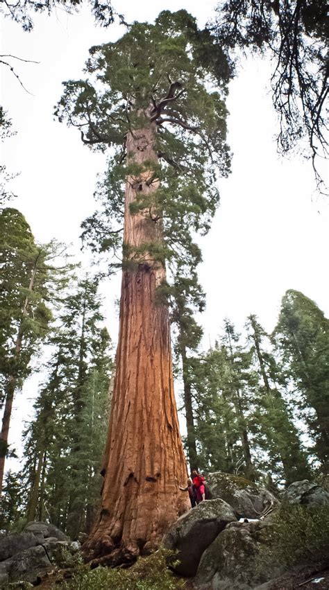 General Sherman is the Tallest Tree on Planet: HD Pictures - HD Photos