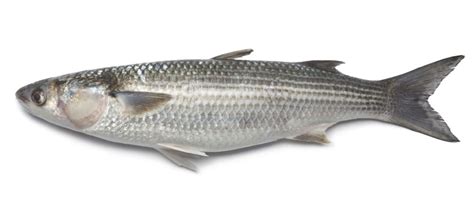 Whole-fresh-grey-mullet-1 | Holt Seafood