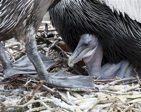 Brown Pelican Stock Photos. Brown Pelican Bird with Baby Pelican. Baby Pelican Stock Photo ...