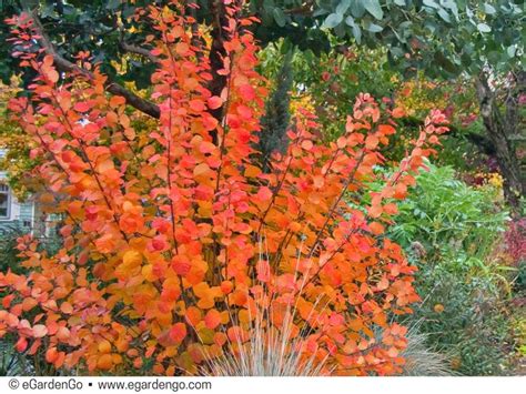 Pin on Best Plants for #FallColor