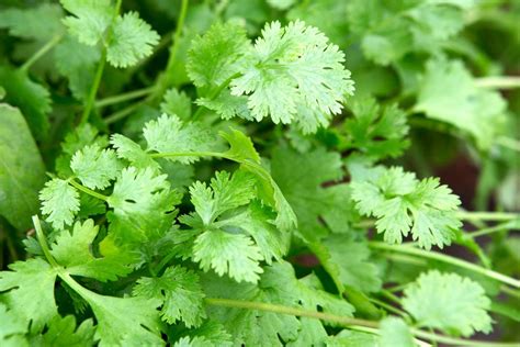 How to Grow Coriander - BBC Gardeners World Magazine