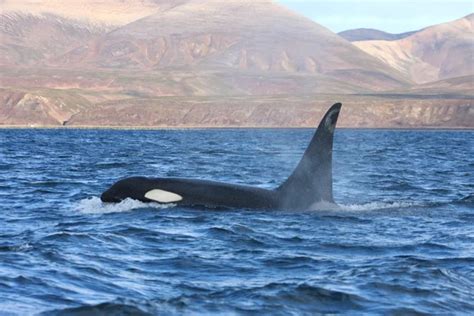 Whales tongue Stock Photos, Royalty Free Whales tongue Images ...