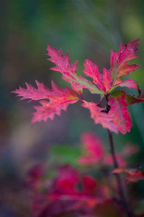 a camera in the autumn woods: Photo